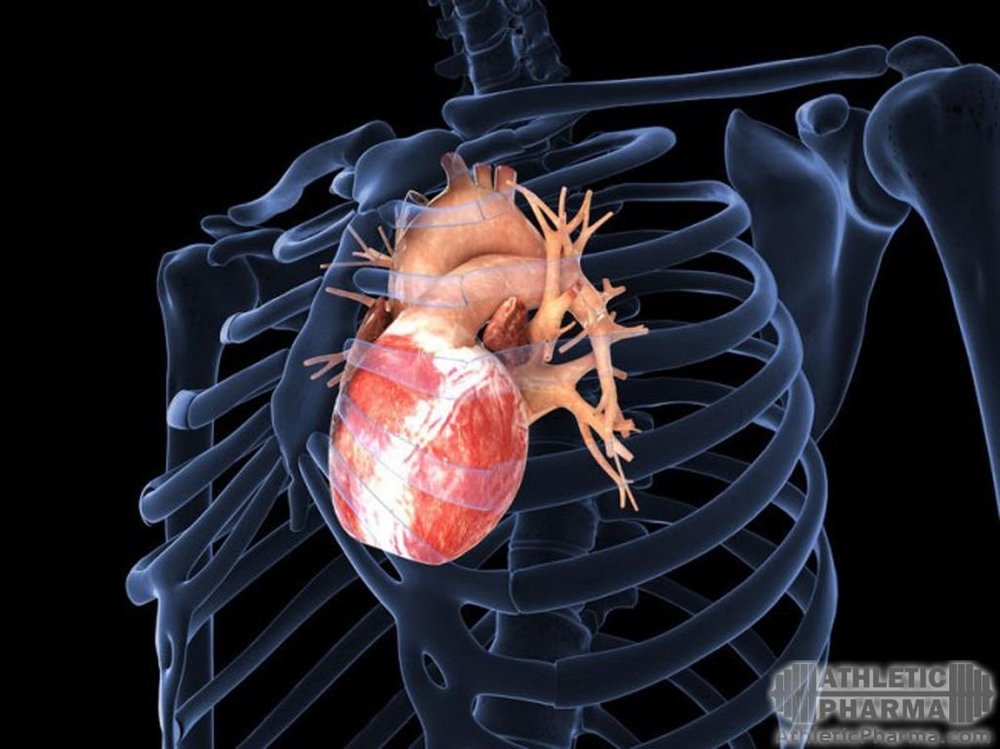Препараты кардиопротекторы для сердца