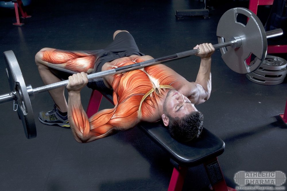 Мышцы во время упражнения