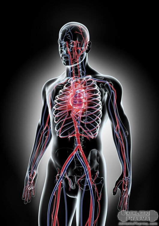 Кровеносная система организма человека